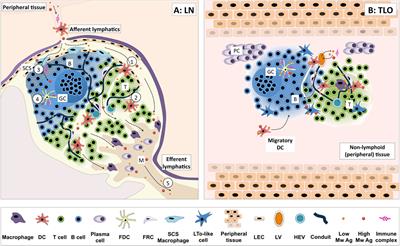 Antigen-Presenting Cells and Antigen Presentation in Tertiary Lymphoid Organs